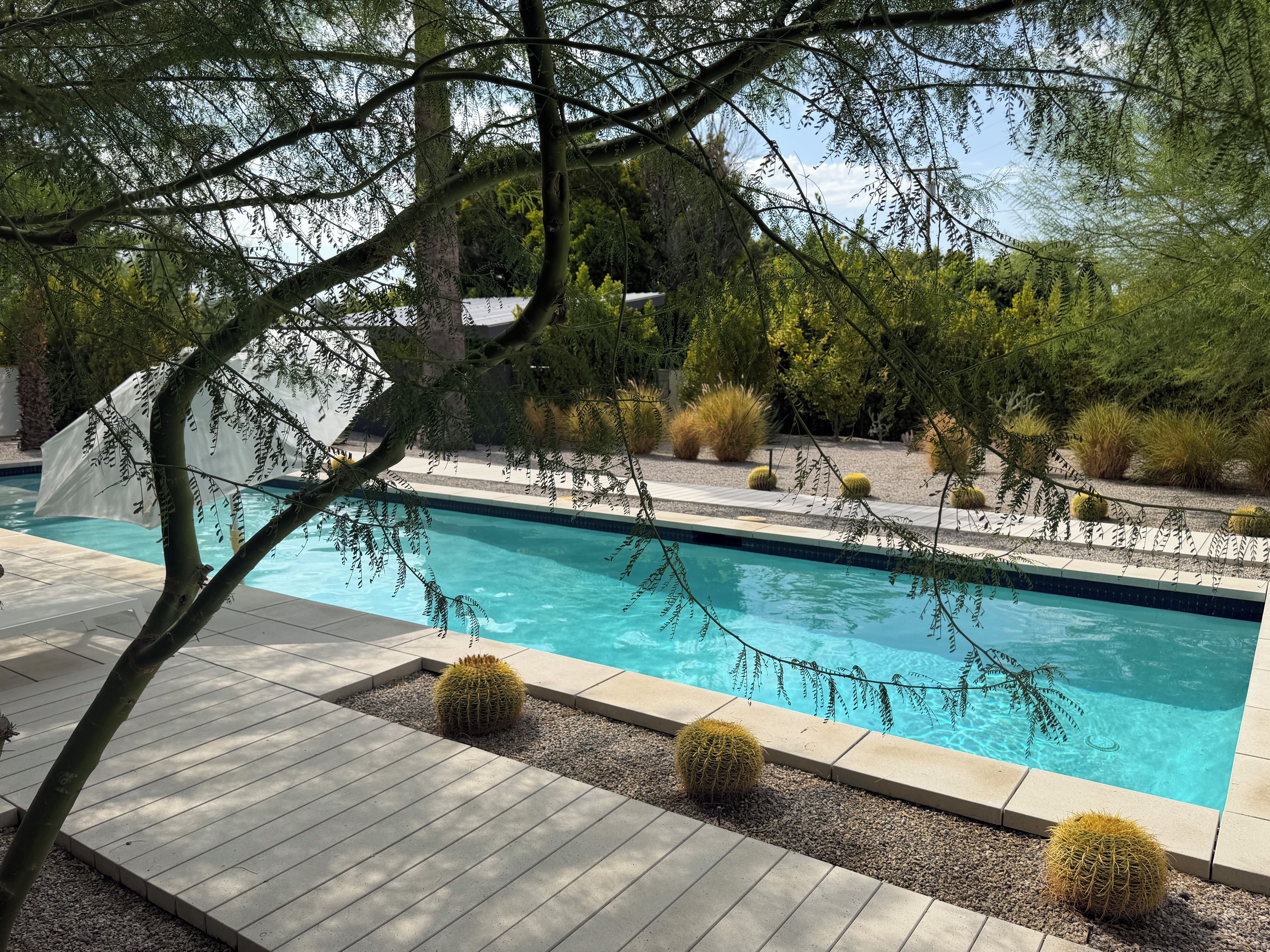 A swimming pool with a tiled deck, surrounded by various plants and cacti.