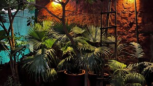 A lush indoor garden with various plants, a rustic brick wall, and a metal roof structure. - Bhoora House (Amer)