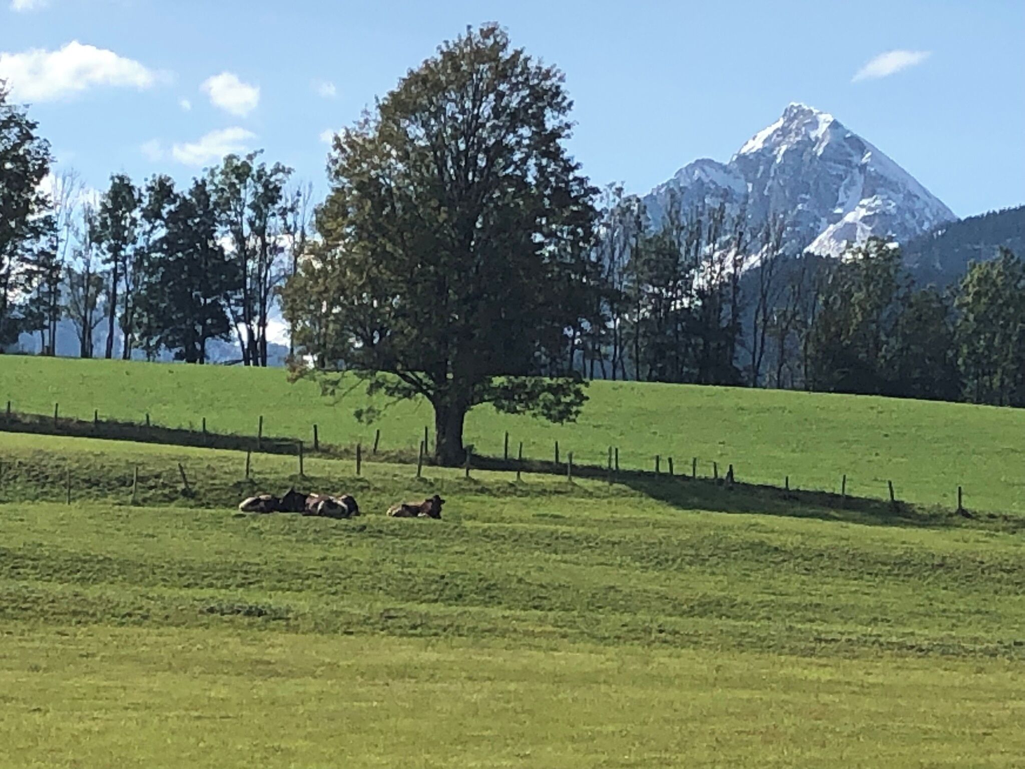 Een grasveld met een boom en een berg op de achtergrond.
