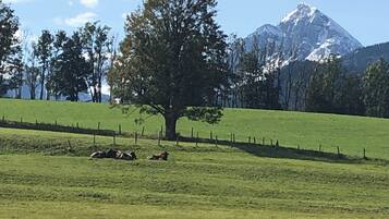 Een grasveld met een boom en een berg op de achtergrond.