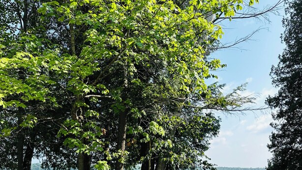 Un espace extérieur aménagé au bord du lac, avec des chaises Adirondack et une table, entouré d’arbres et offrant une vue sur l’eau.