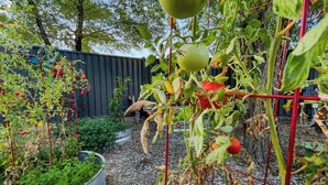 Un jardín con plantas de tomate, una olla de metal y una valla de madera.