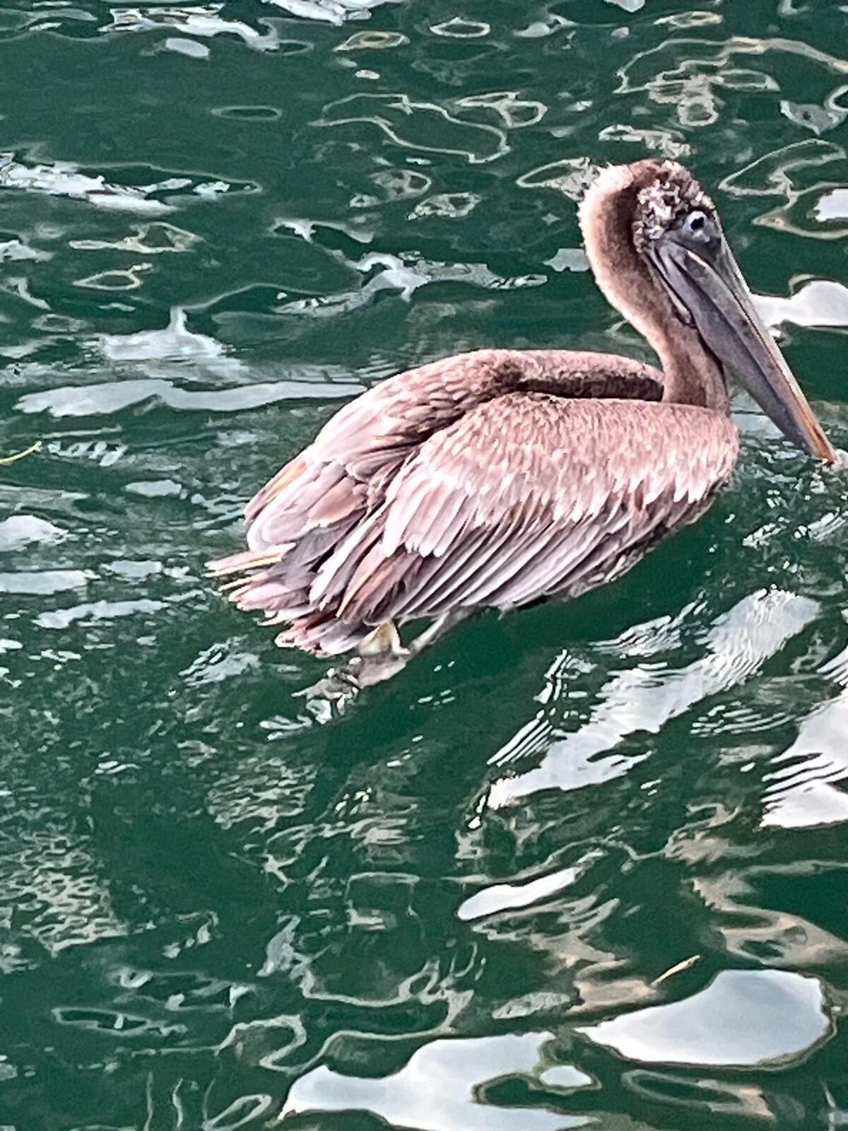 Foto - Hotel Paraiso Caribeño