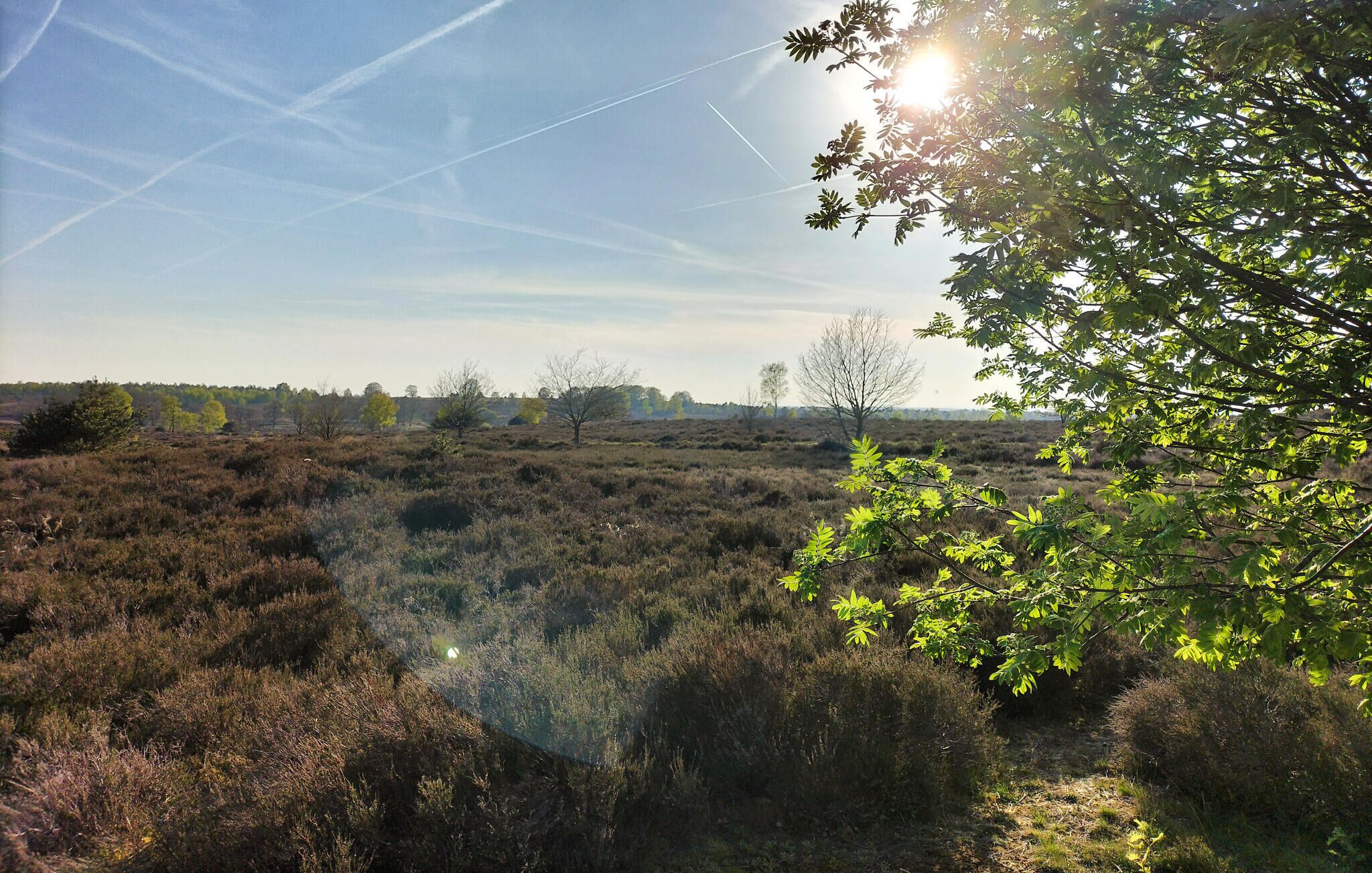 A natural landscape with dry grassland, scattered trees, and a clear sky.