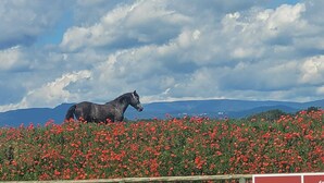 A horse statue in a field of red flowers with a mountainous background. - Gite in the heart of nature 15 minutes from Colmar  (Widensolen)