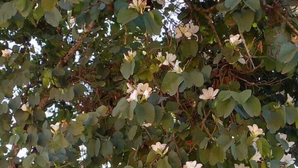 Ein Garten mit Baum, Kiesweg und weißen Gartenmöbeln.