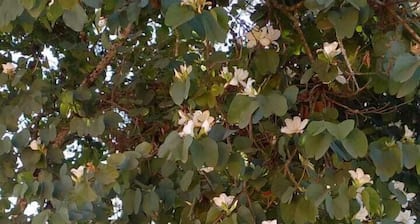 Chácara Maira e Araken