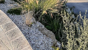 Un jardín ajardinado con un sendero, una palmera y terreno rocoso.