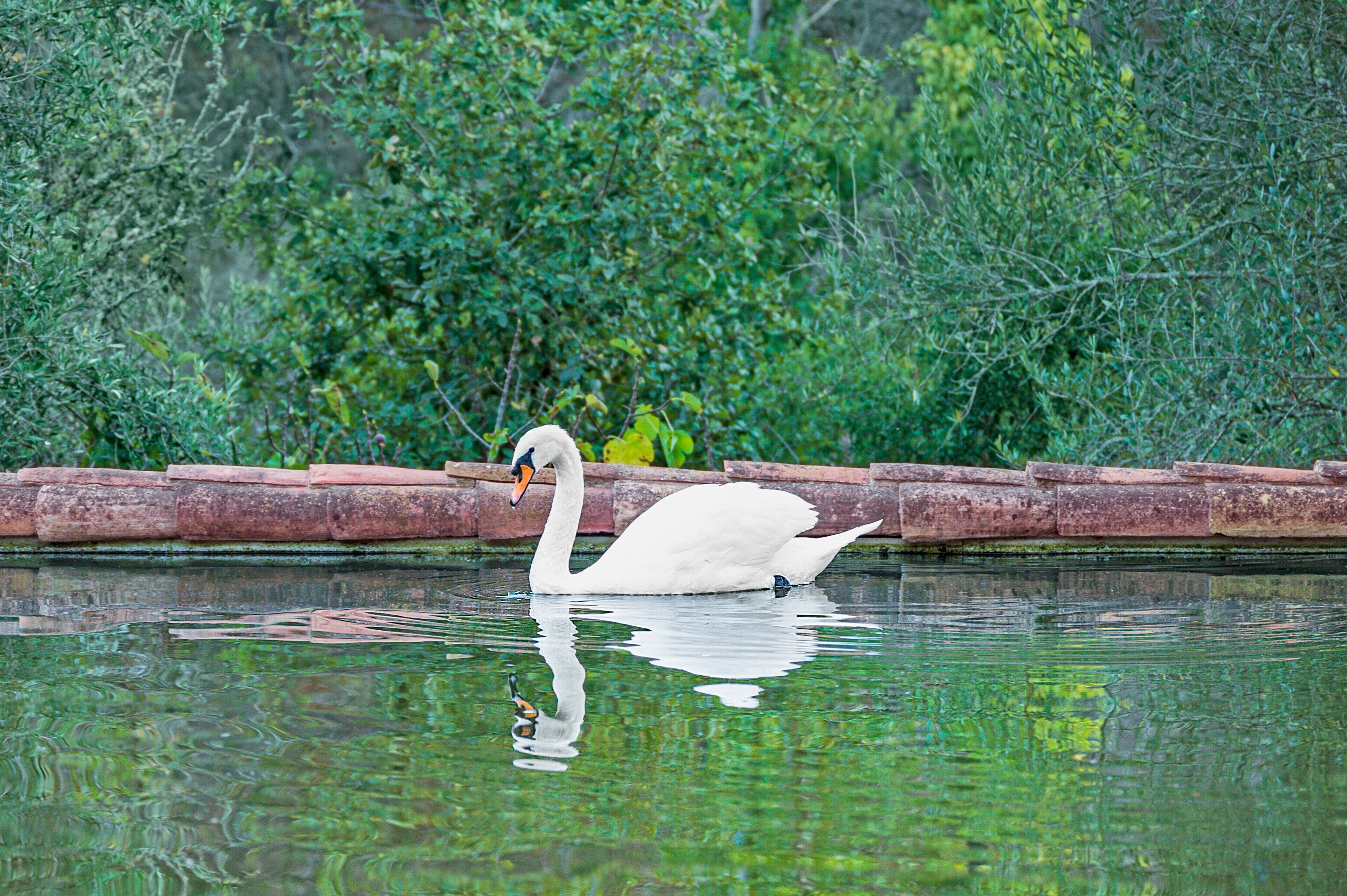 Un cygne nage dans un étang bordé de briques, avec une végétation luxuriante en arrière-plan.