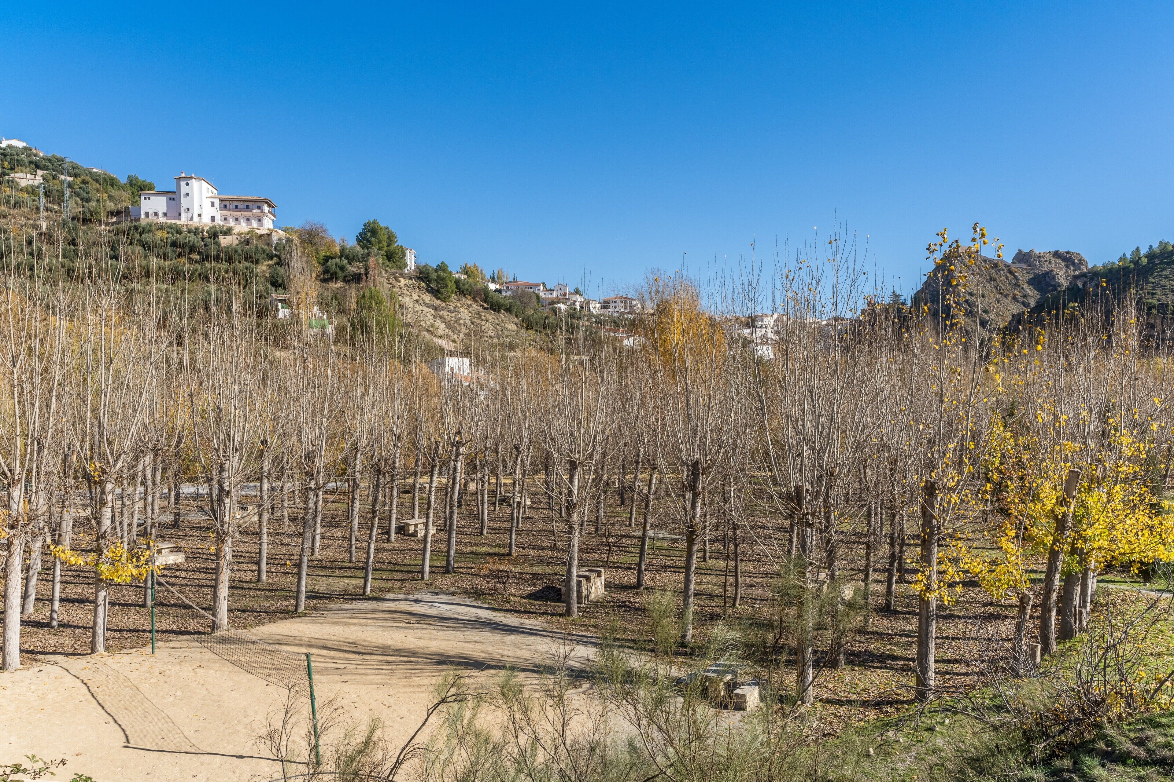 Ein Weinberg mit Baumreihen und einem Gebäude im Hintergrund.