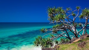 A coastal landscape with a clear blue sky, turquoise sea, and a prominent tree with green foliage.