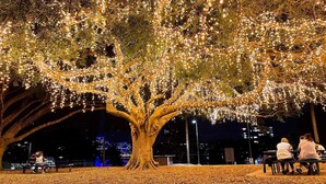 A large tree with lights, benches, and a cityscape in the background. - East Brisbane Stay - Balcony, Parking & City Access (East Brisbane)