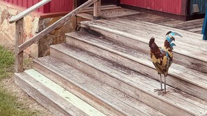 Ein rotes Gebäude mit einer Holztreppe, die zu einer Tür führt.
