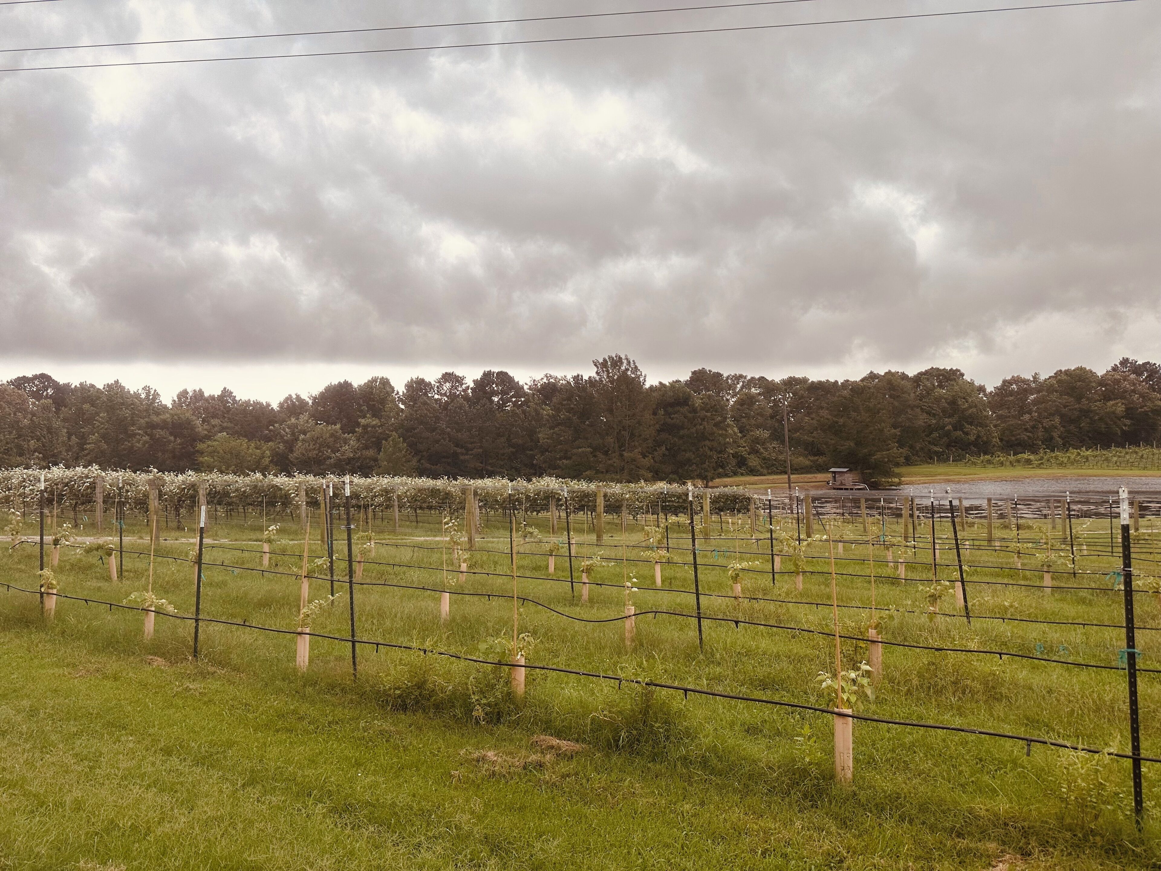 A vineyard with rows of grapevines, a fence, and a cloudy sky.