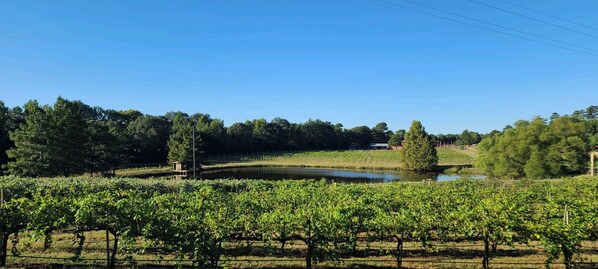 A vineyard with rows of grapevines and a pond in the background. - Cozy vineyard studio with peaceful pond views. (Gilmer)