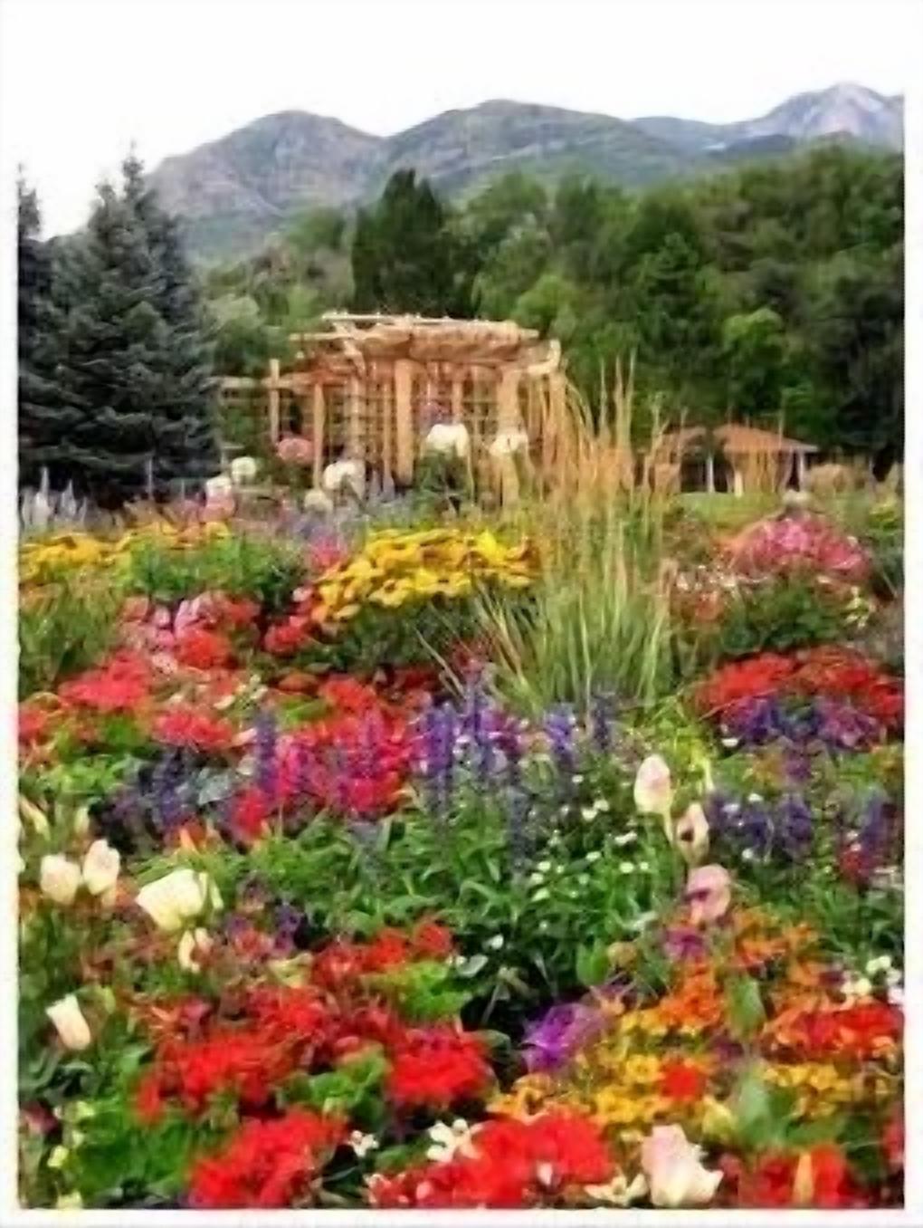 Un jardín con una variedad de flores coloridas y una estructura de pérgola de madera.