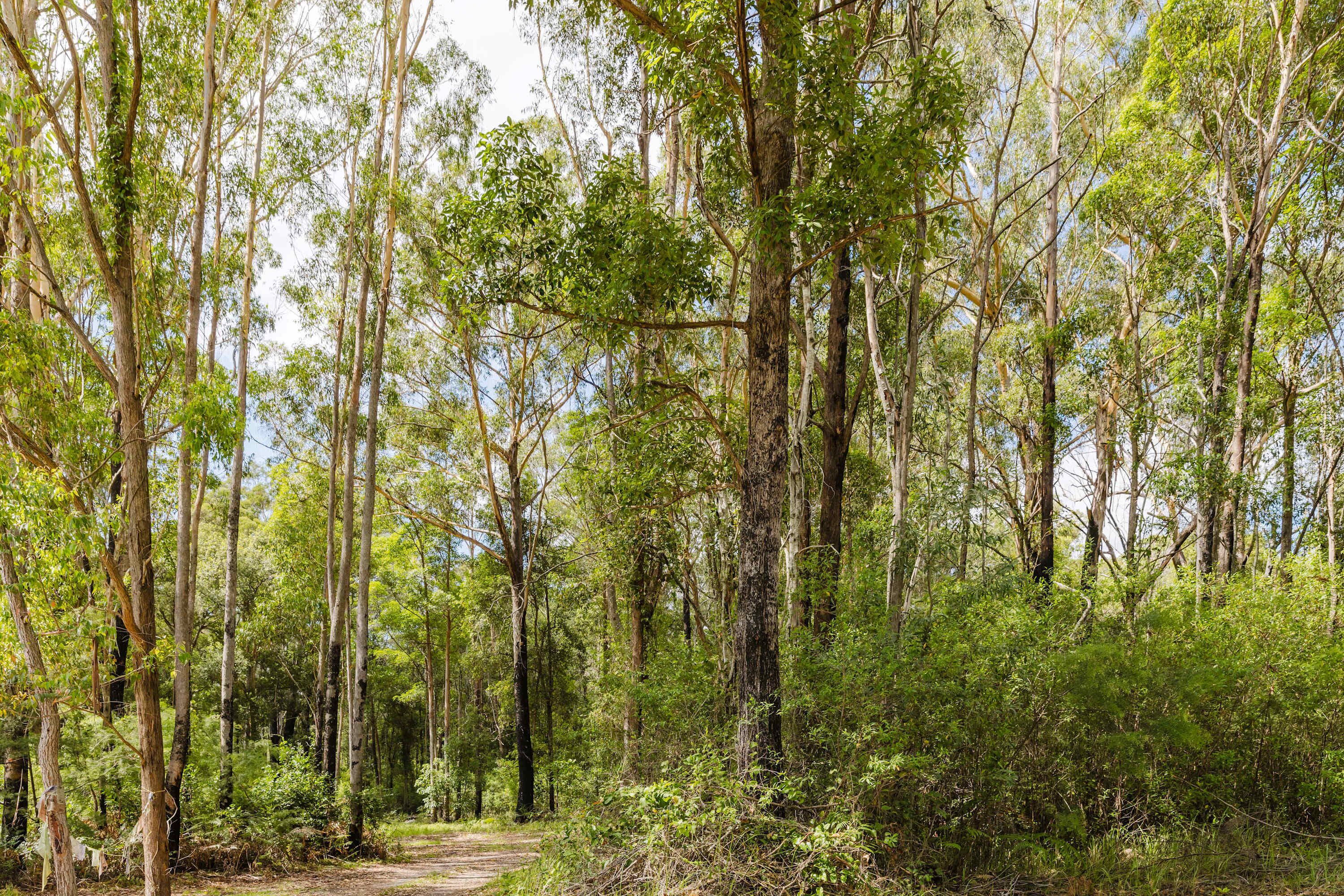 Un área boscosa con árboles altos y un sendero de tierra.