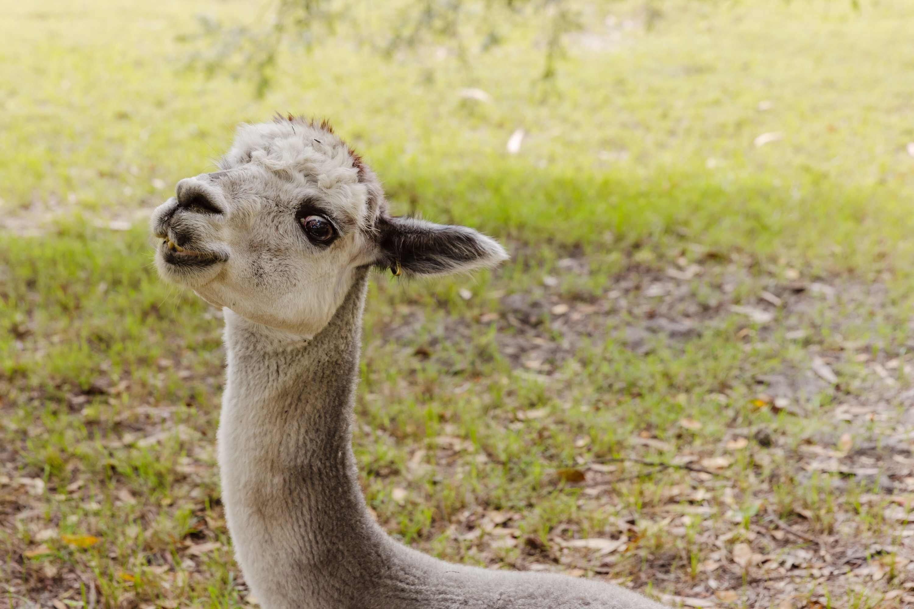 Een close-up van een dier met een lange hals en een klein hoofd, staand op gras.