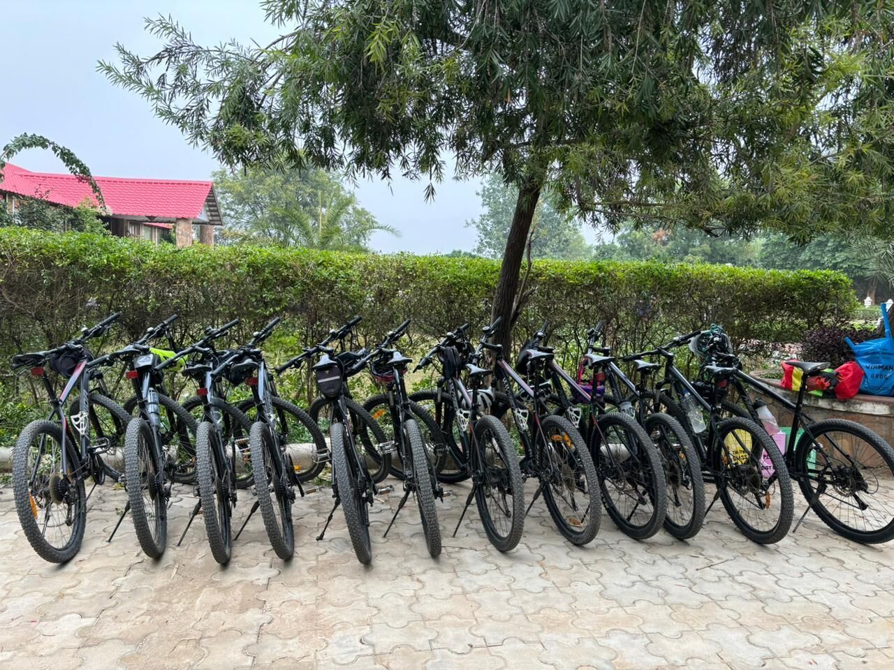 Varias bicicletas estacionadas sobre una superficie pavimentada, con un árbol y un edificio al fondo.