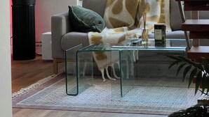 Una sala moderna con una mesa de centro de cristal, un sofá con un cojín estampado, una planta grande en maceta y vistas de un edificio a través de la ventana.