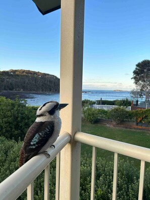 Property grounds - Waterfront Home, WiFi & Café | Grand Spindrift (Malua Bay)