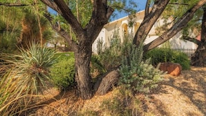 A tree with a thick trunk and sprawling branches in a garden setting. - Large Family Home with Game Room (Page)