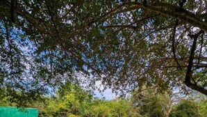 Μια πισίνα με κρυστάλλινα, γαλάζια νερά, περιτριγυρισμένη από καταπράσινο γρασίδι και δέντρα.