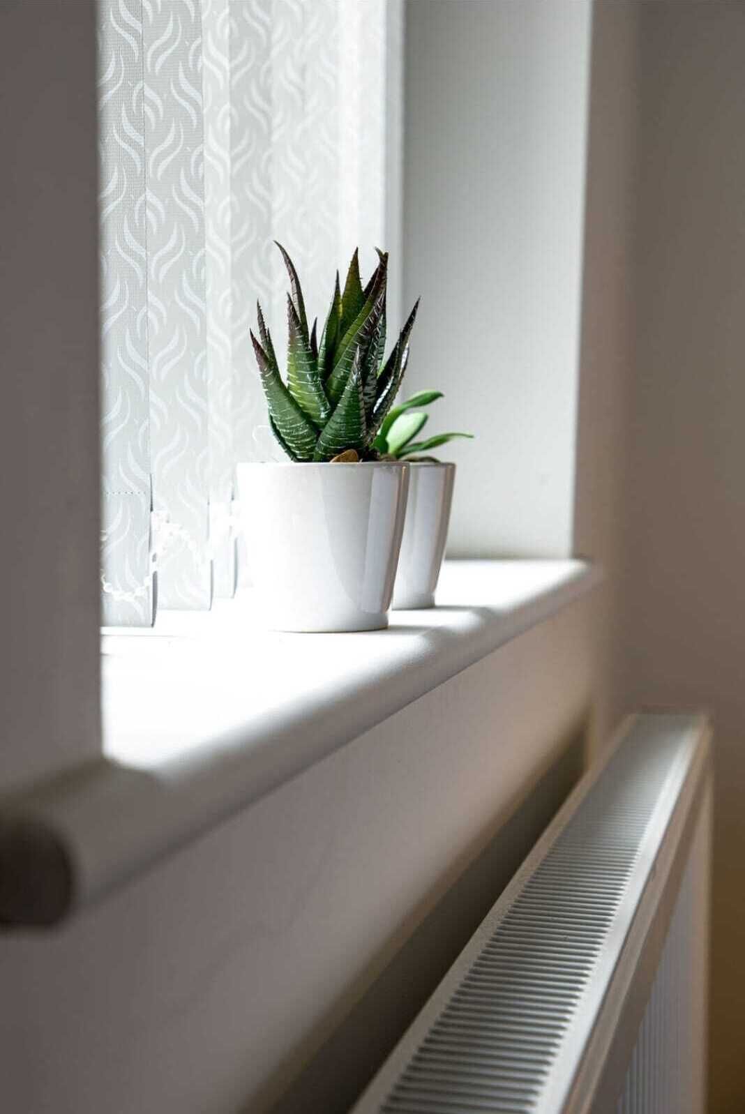 Een potplant op een vensterbank, met een verwarming eronder.