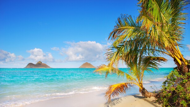 A beach with clear turquoise water, a sandy shore, and palm trees.