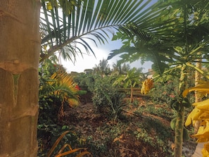Garden view - Sea Breeze Villas Nungwi (Nungwi)