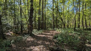 Ein Waldpfad mit Bäumen und herabgefallenen Blättern.
