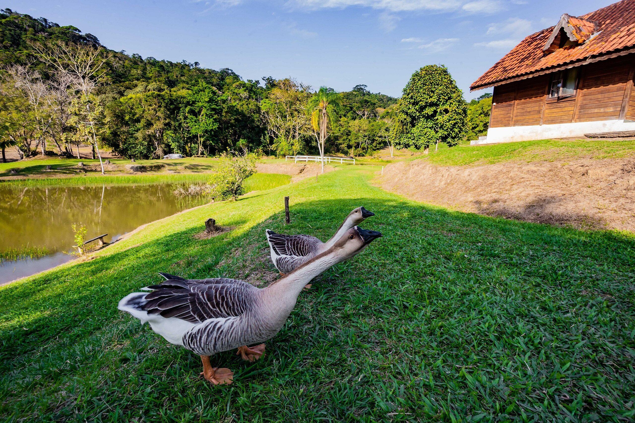 A grassy area with a pond and a wooden building with a red roof.