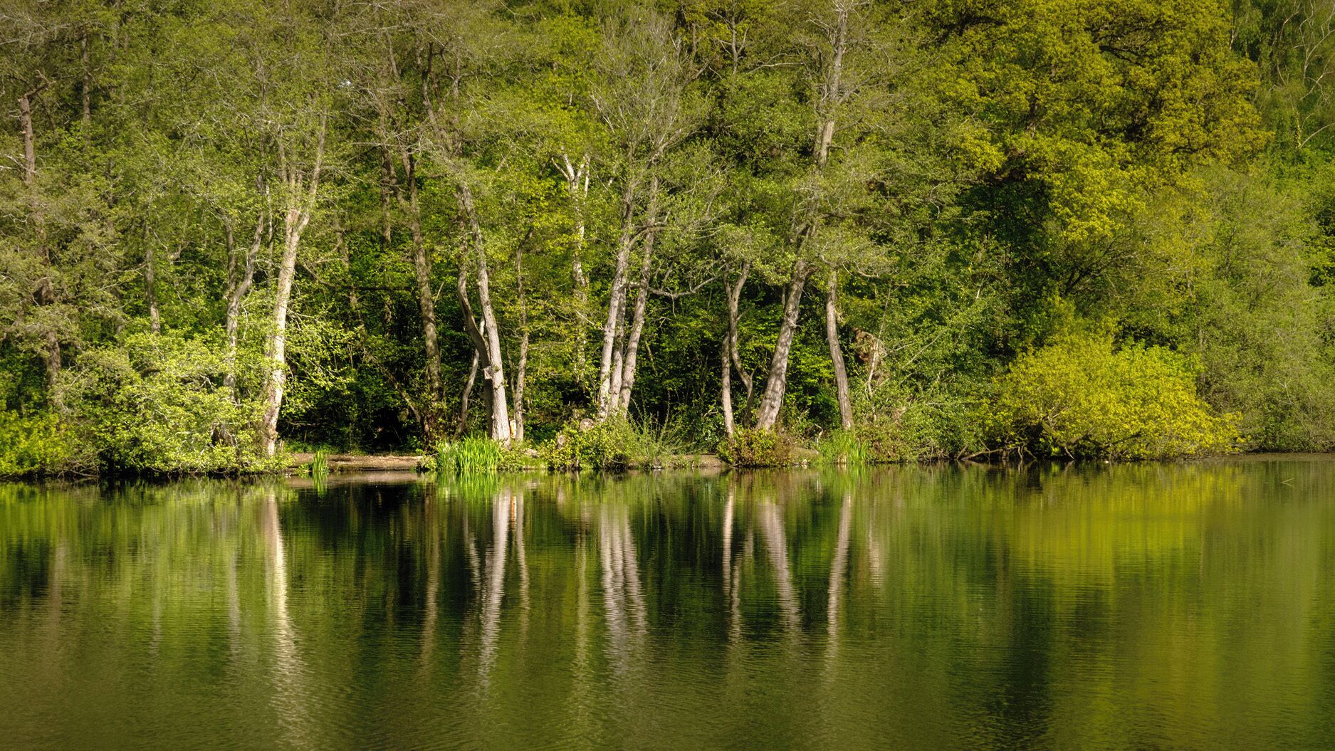 A calm lake surrounded by dense forest.