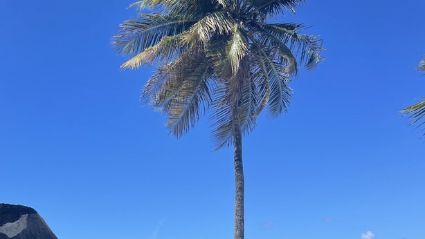 Une plage avec un palmier, un ciel bleu clair et l’océan.