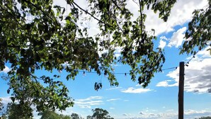 Un banco de madera bajo un árbol, rodeado de guijarros, con vistas a un campo verde y árboles lejanos.