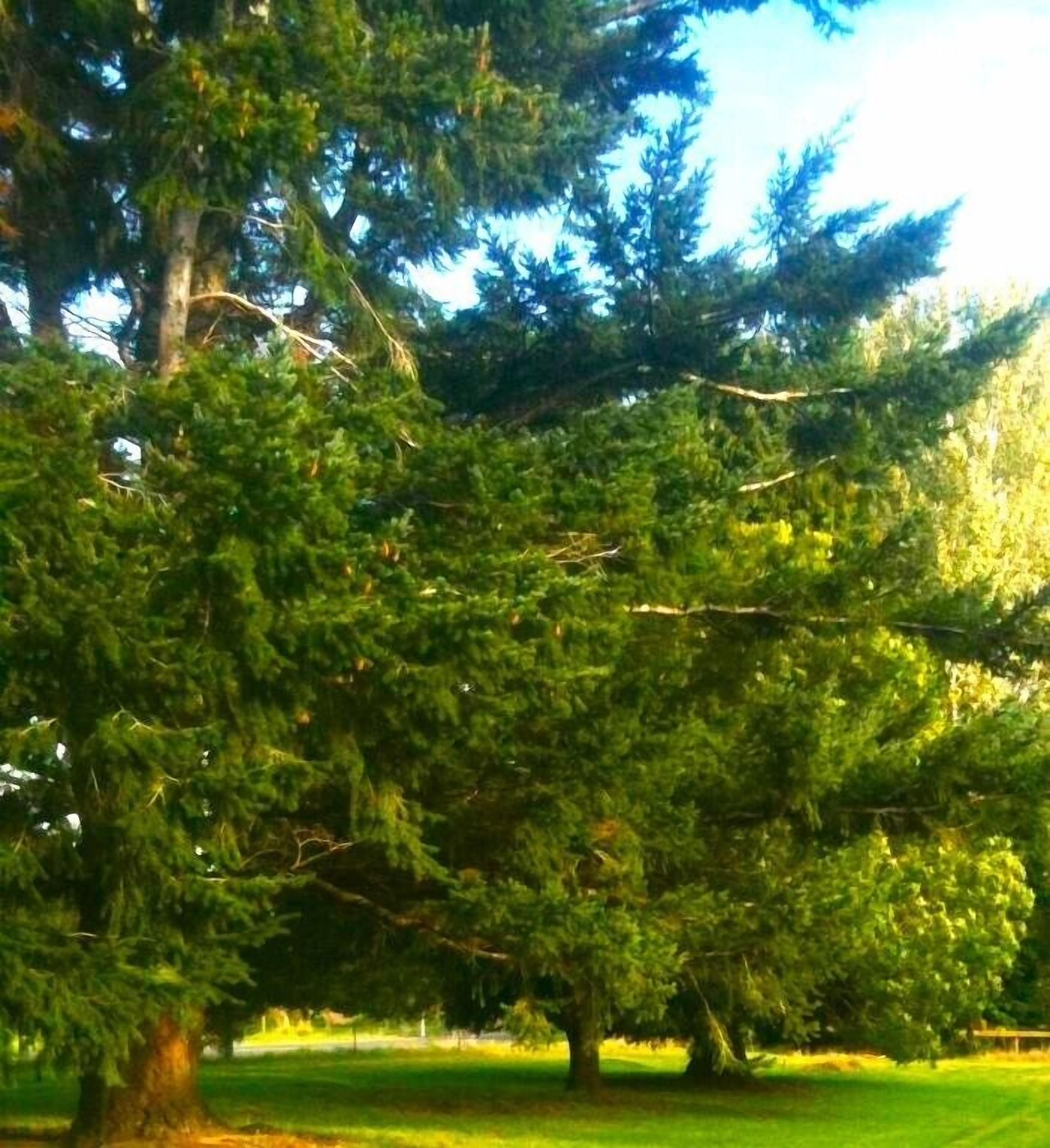 Ein großer Nadelbaum in einer Parklandschaft.
