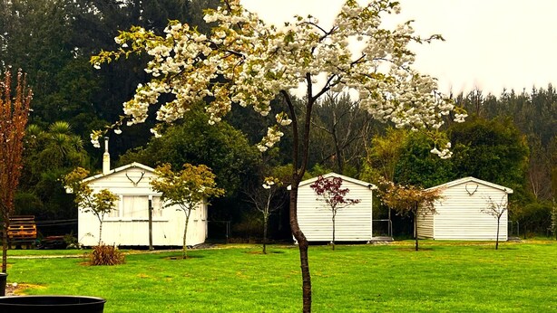 A rural property with two white wooden sheds, a small tree with white blossoms, and a gravel path leading to a metal barrel. - Taringatura Backpackers (Dipton West)