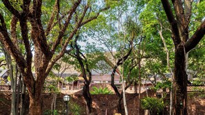 A stone staircase leading to a building with a metal roof, surrounded by trees and greenery. - Olifants River Camping by Dream Resorts (Middelburg)