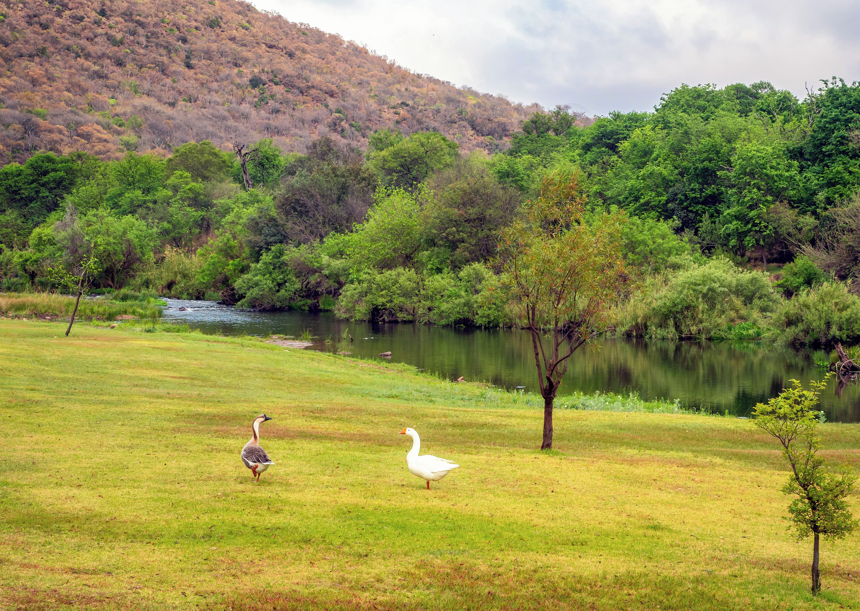 A grassy area with a body of water and trees in the background.