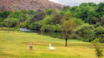 A grassy area with a body of water and trees in the background.