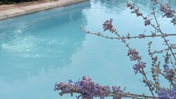 A swimming pool with clear blue water, surrounded by greenery and a stone border.