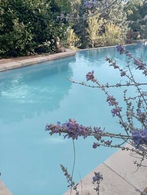 Ein Schwimmbecken mit klarem, blauem Wasser, umgeben von Grünpflanzen und einer Steingrenze.