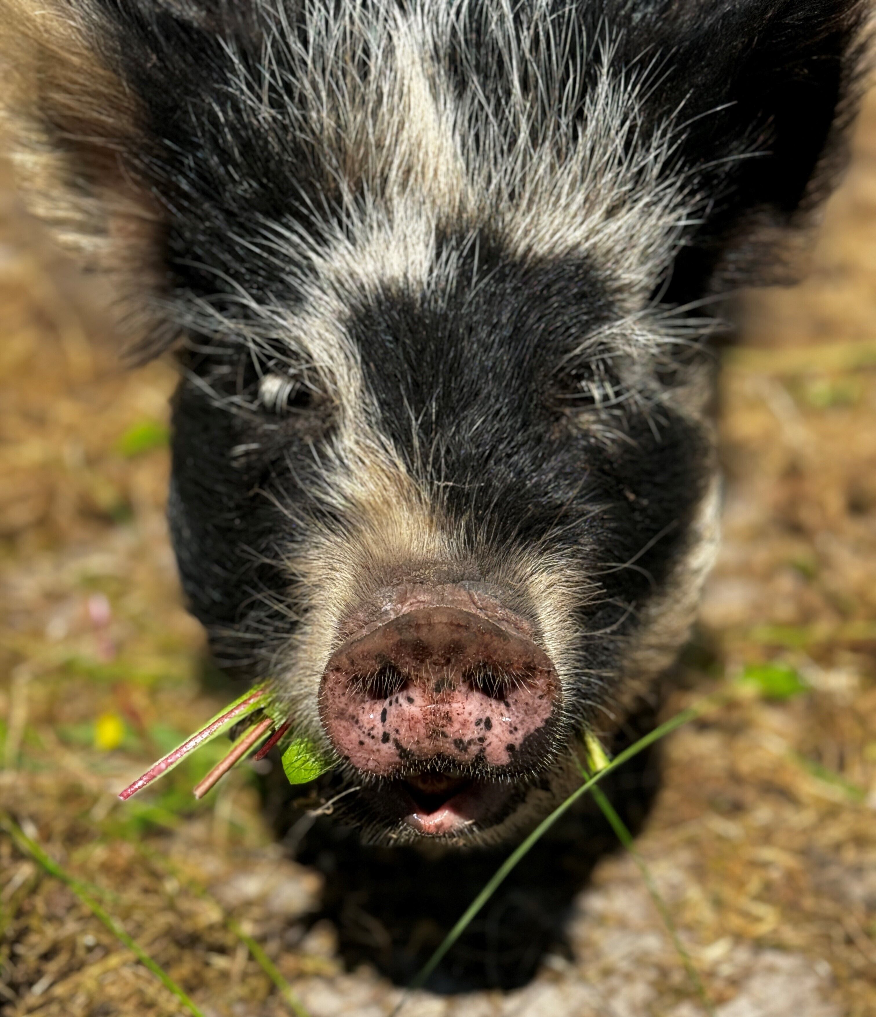 A close-up of a pig's face with a snout and tusks, surrounded by grass and leaves.