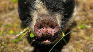 A close-up of a pig's face with a snout and tusks, surrounded by grass and leaves.