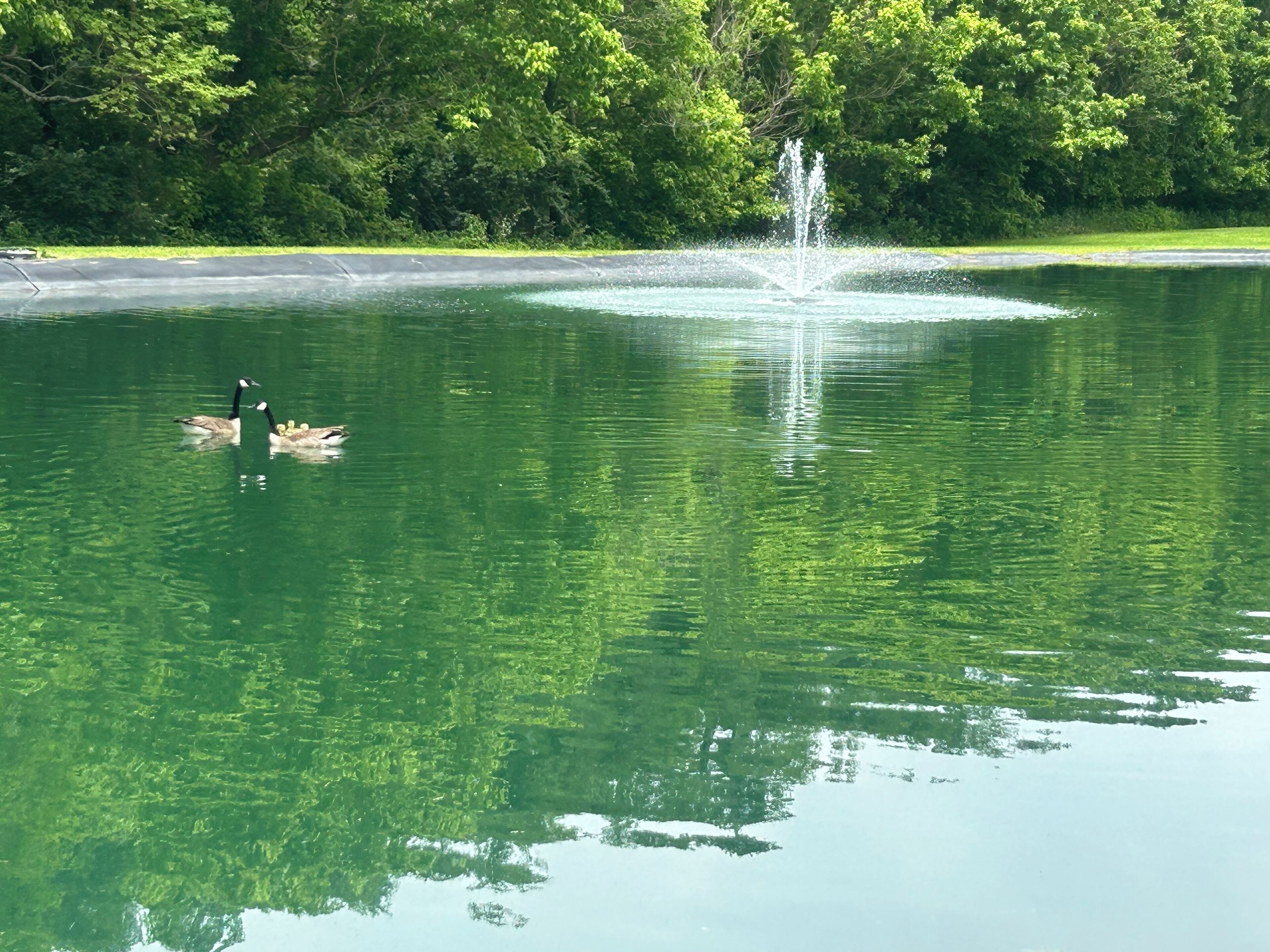 Ein Teich mit einer Fontäne und schwimmenden Enten.