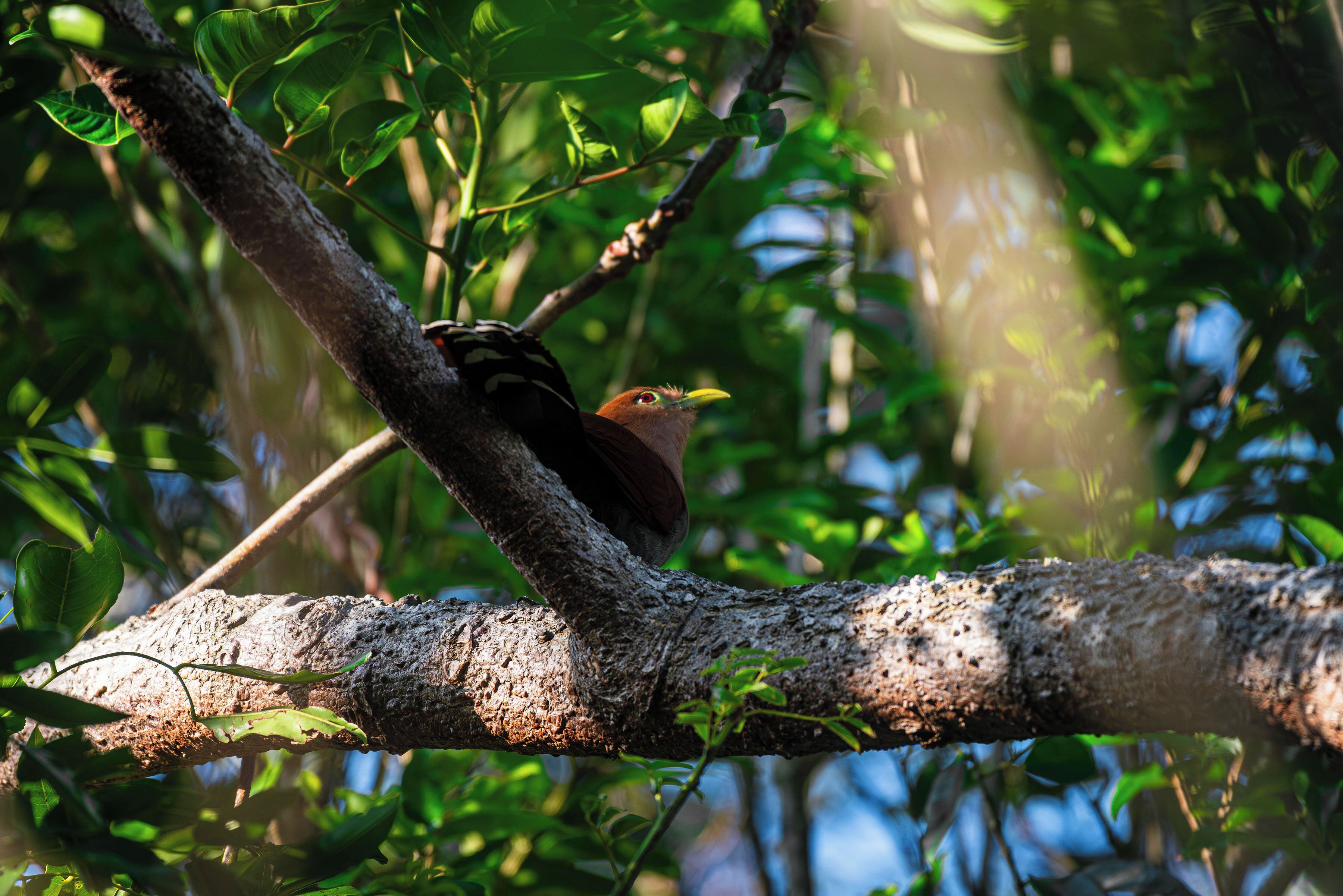 A bird perched on a tree branch with dense foliage in the background.