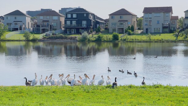 A residential area with houses and a lake.