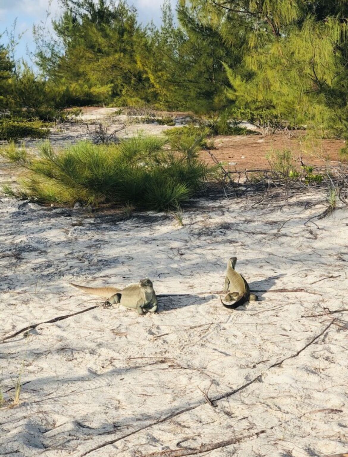 Uma praia arenosa com duas focas descansando na areia.
