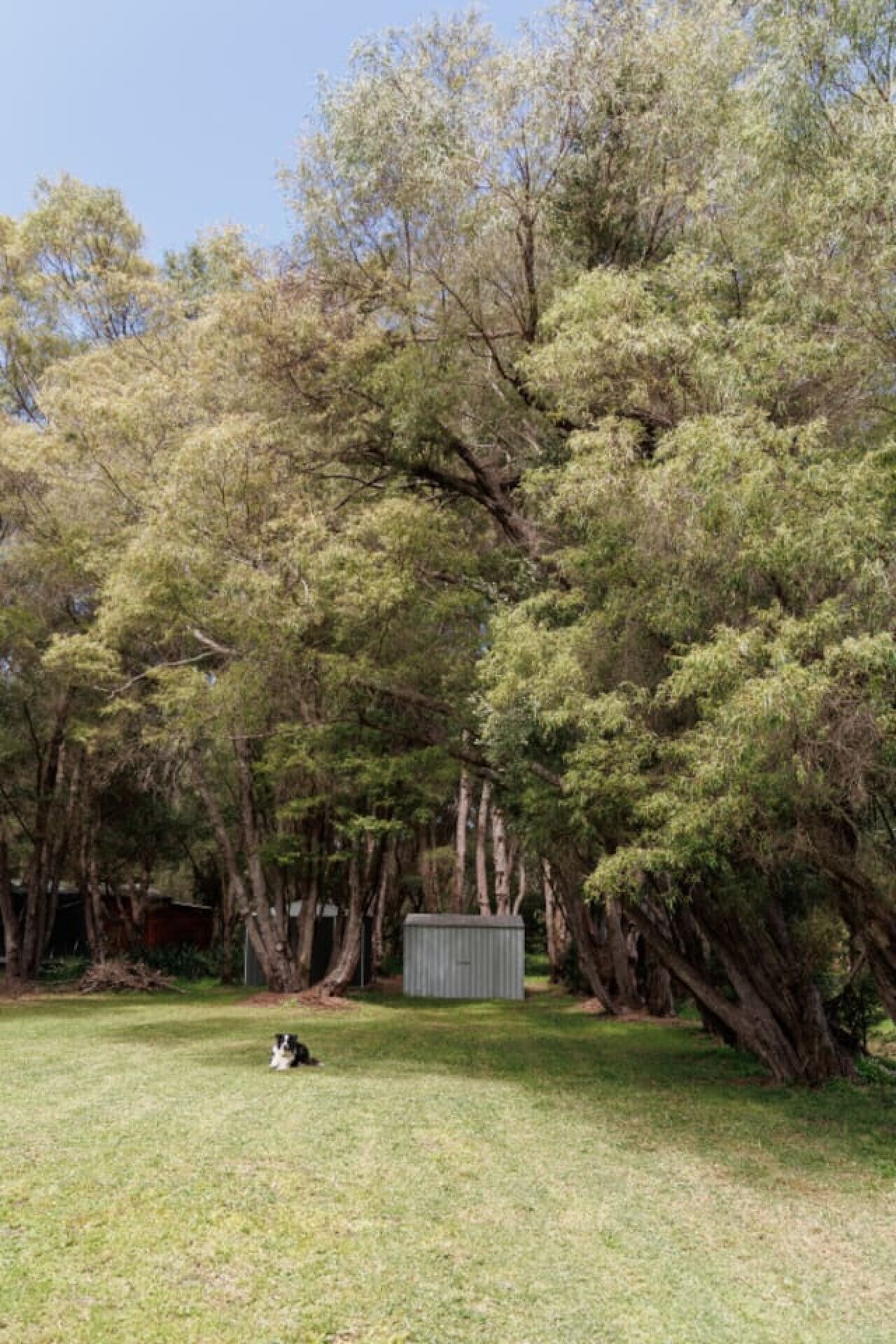 A grassy area with trees and a shed.