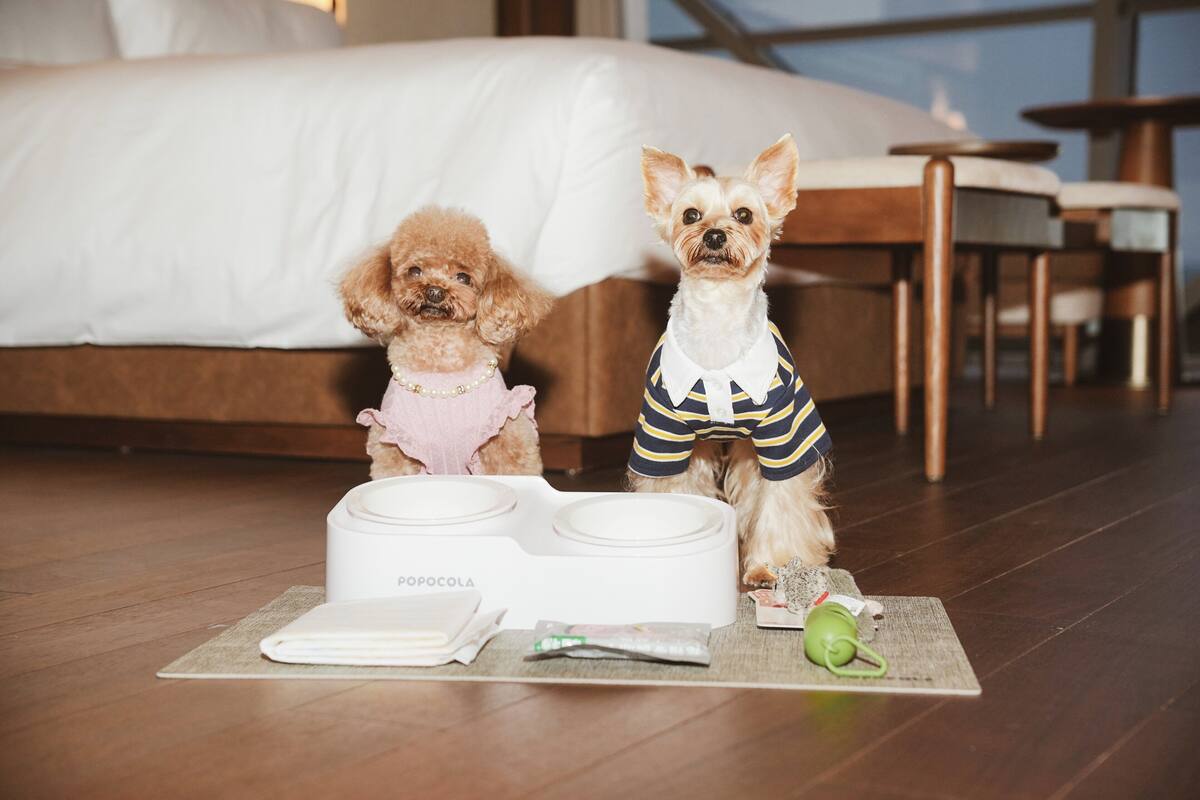 Two dogs in a hotel room with a bed, a dining table, and a popocola food dispenser.